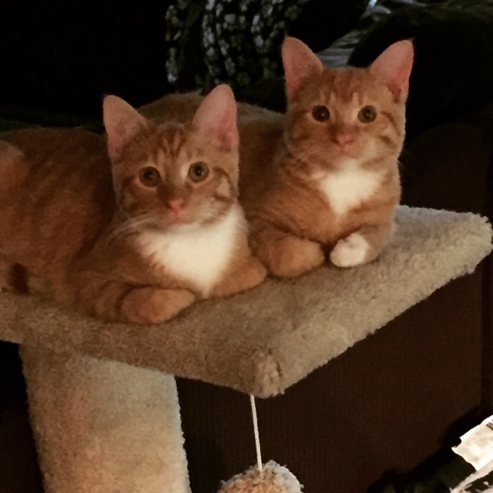 Meet your Posher, Breanna